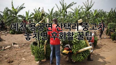 예천 용궁면 산택리 중고차, 놓치면 후회할 꿀팁🍯